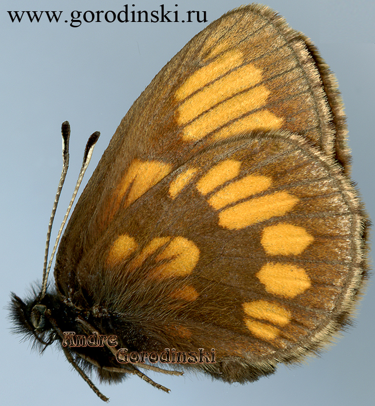 http://www.gorodinski.ru/satyridae/Erebia theano theano.jpg